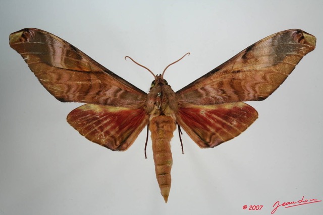 059 Heterocera (FD) Sphingidae 7EIMG_0298WTMK.JPG