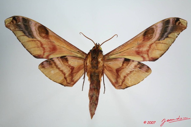 060 Heterocera (FV) Sphingidae 7EIMG_0304WTMK.JPG