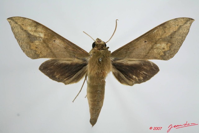 063 Heterocera (FD) Sphingidae 7EIMG_1151WTMK.JPG