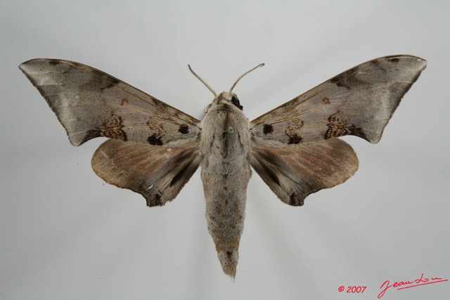 067 Heterocera (FD) Sphingidae 7EIMG_1110WTMK.JPG