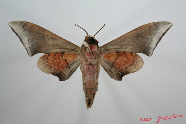 068 Heterocera (FV) Sphingidae 7EIMG_1114WTMK.JPG