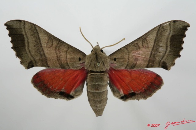 069 Heterocera (FD) Sphingidae 7EIMG_2074WTMK.JPG
