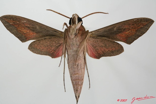 072 Heterocera (FV) Sphingidae 7EIMG_2562WTMK.JPG