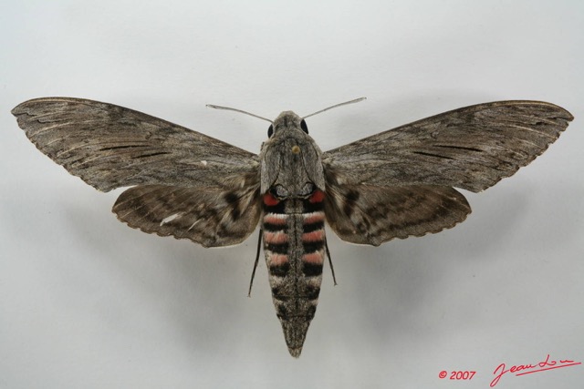 073 Heterocera (FD) Sphingidae 7EIMG_2586WTMK.JPG