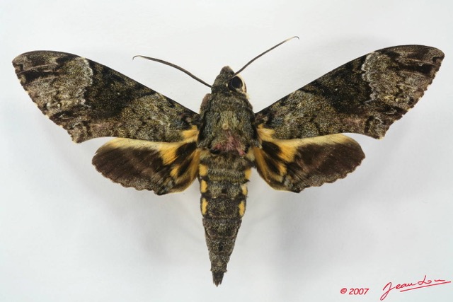 075 Heterocera (FD) Sphingidae Coelonia fulvinotata 7EIMG_2575WTMK.JPG