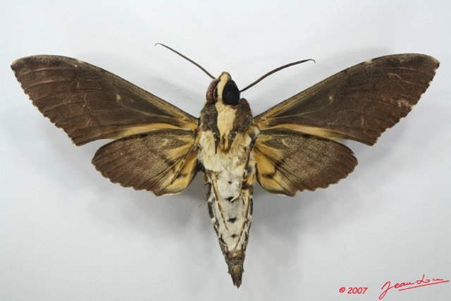 076 Heterocera (FV) Sphingidae Coelonia fulvinotata 7EIMG_2585WTMK.JPG