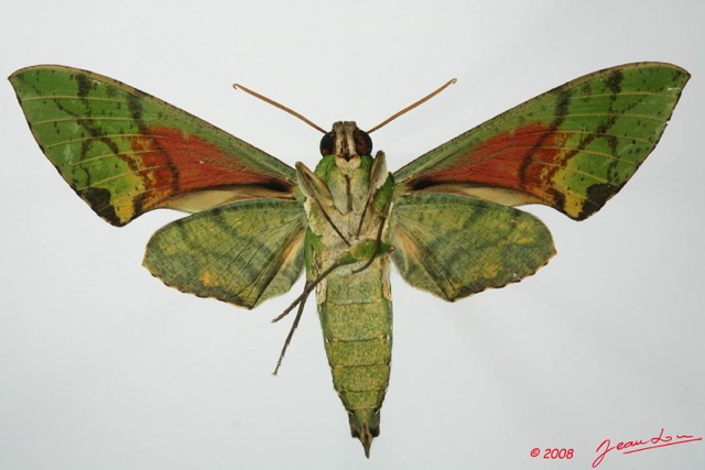 078 Heterocera (FV) Sphingidae 8EIMG_17636WTMK.JPG