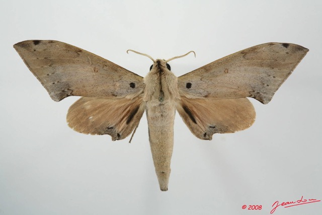 079 Heterocera (FD) Sphingidae 8EIMG_20779WTMK.JPG