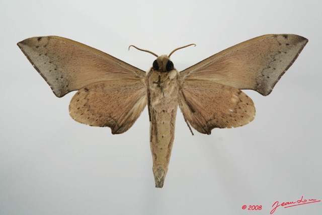 080 Heterocera (FV) Sphingidae 8EIMG_20780WTMK.JPG