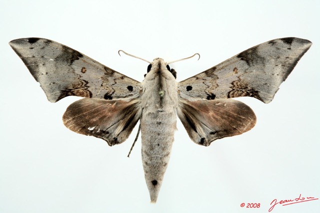 081 Heterocera (FD) Sphingidae 8EIMG_26249WTMK.jpg