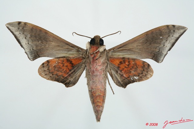 082 Heterocera (FV) Sphingidae 8EIMG_26257WTMK.jpg