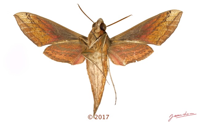 0034 Heterocera 213a (FV) Sphingidae 17E5K3IMG_124601awtmk.jpg