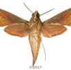 0034 Heterocera 213a (FV) Sphingidae 17E5K3IMG_124601awtmk.jpg