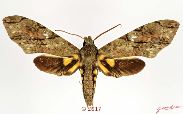0035 Heterocera 213b (FD) Sphingidae 17E5K3IMG_124795_DxOwtmk.jpg