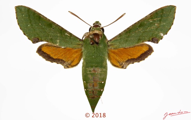 0037 Heterocera 214a (FD) Sphingidae 18E5K3IMG_180512127405_DxOwtmk 150k.jpg