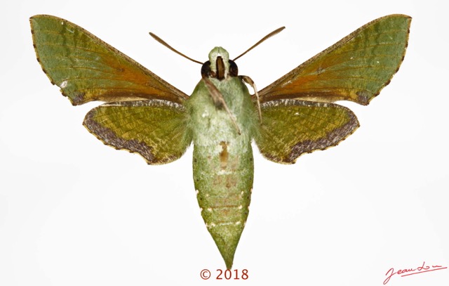 0038 Heterocera 214a (FV) Sphingidae 18E5K3IMG_180512127406_DxOwtmk 150k.jpg