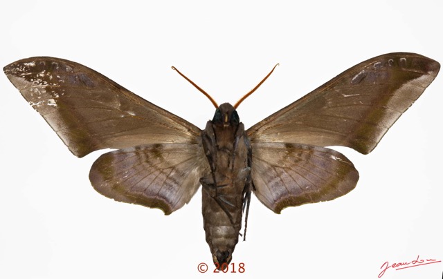 0040 Heterocera 214b (FV) Sphingidae 18E5K3IMG_180512127409_DxOwtmk 150k.jpg