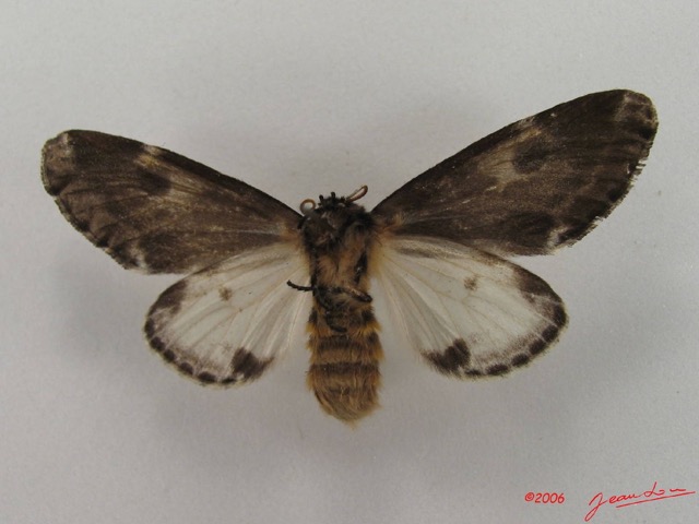 002 Heterocera (FV) Thaumetopoeidae Sciatta sp IMG_4311WTMK.JPG