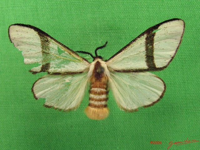 003 Heterocera (FD) Thaumetopoeidae Epanaphe sp IMG_4570WTMK.JPG
