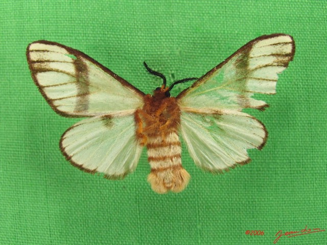 004 Heterocera (FV) Thaumetopoeidae Epanaphe sp IMG_4571WTMK.JPG
