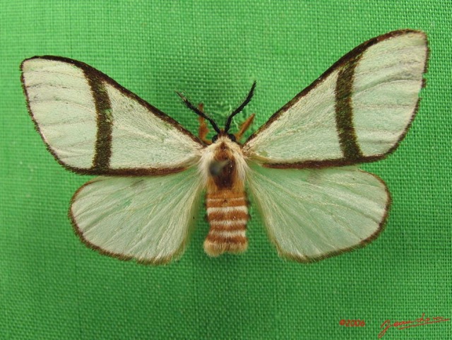 005 Heterocera (FD) Thaumetopoeidae Epanaphe sp IMG_4678WTMK.JPG