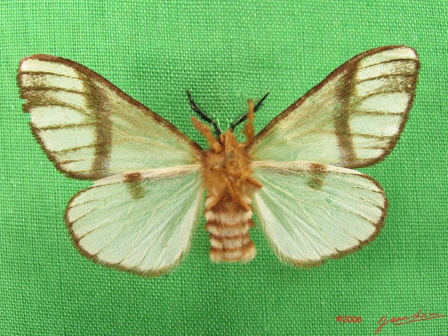 006 Heterocera (FV) Thaumetopoeidae Epanaphe sp IMG_4680WTMK.JPG