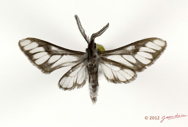 004 Heterocera 200b (FV) Thyretidae 12E5K2IMG_73846wtmk.jpg