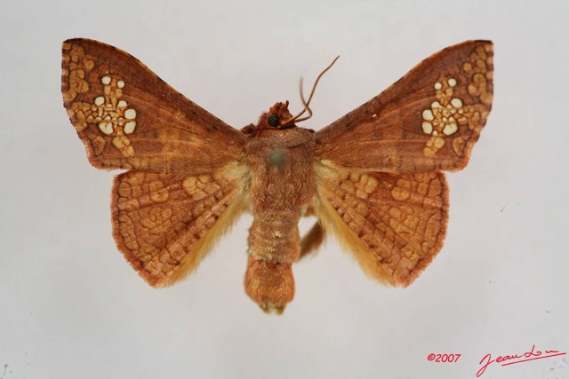 003 Heterocera (FD) Thyrididae m 7IMG_5686WTMK.JPG