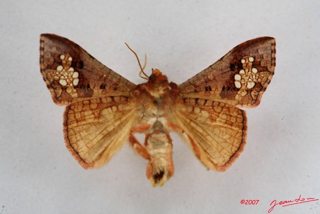 004 Heterocera (FV) Thyrididae m 7IMG_5689WTMK.JPG