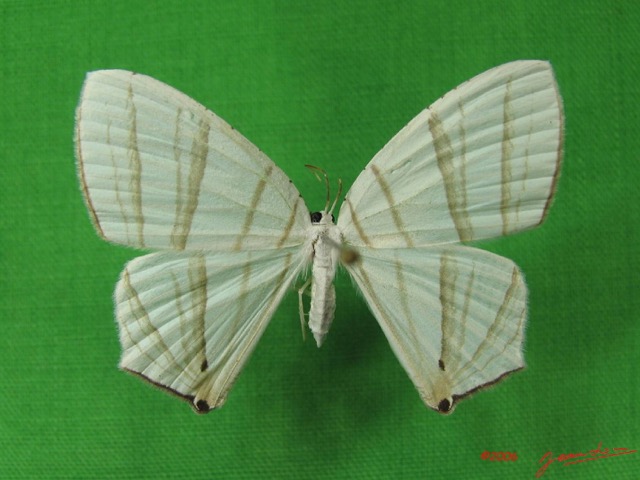 001 Heterocera (FD) Uraniidae IMG_3818WTMK.JPG