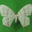 001 Heterocera (FD) Uraniidae IMG_3818WTMK.JPG