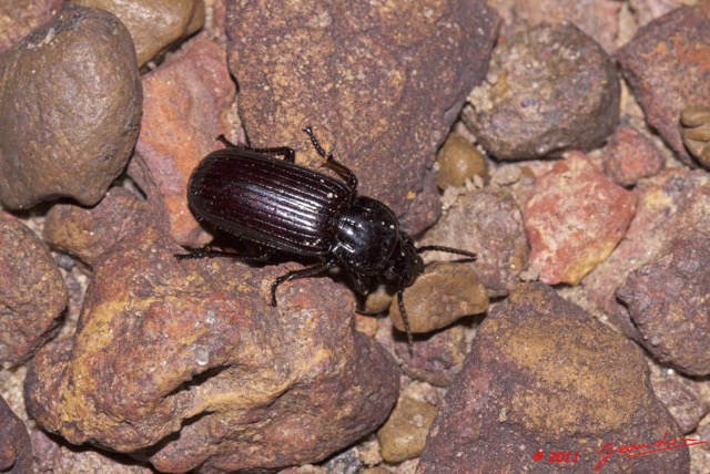 014 Coleoptere Tenebrionidae a Kessala 11E50IMG_32448wtmk