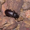 014 Coleoptere Tenebrionidae a Kessala 11E50IMG_32448wtmk