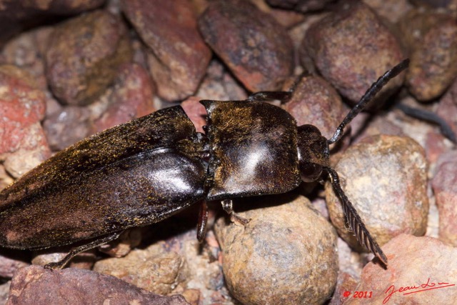 015 Coleoptere Elateridae a Kessala 11E50IMG_32454wtmk