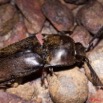 015 Coleoptere Elateridae a Kessala 11E50IMG_32454wtmk