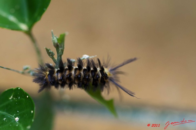 021 Insecte Chenille a Koulamoutou 11E5K2IMG_67533wtmk