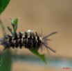021 Insecte Chenille a Koulamoutou 11E5K2IMG_67533wtmk