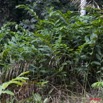 022 Plantes Aframomum a Chaillu 11E5K2IMG_67535wtmk