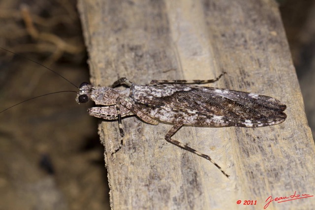 027 Insecte Mantodea Hymenopodidae Mante 11E50IMG_32462wtmk