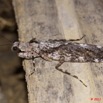 027 Insecte Mantodea Hymenopodidae Mante 11E50IMG_32462wtmk