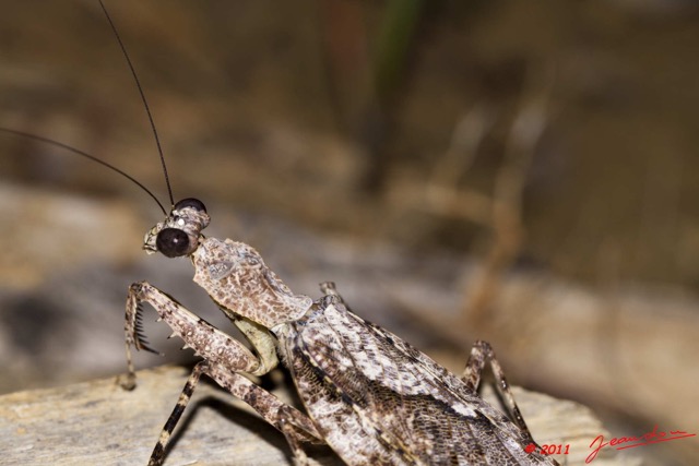 028 Insecte Mantodea Hymenopodidae Mante 11E50IMG_32465wtmk