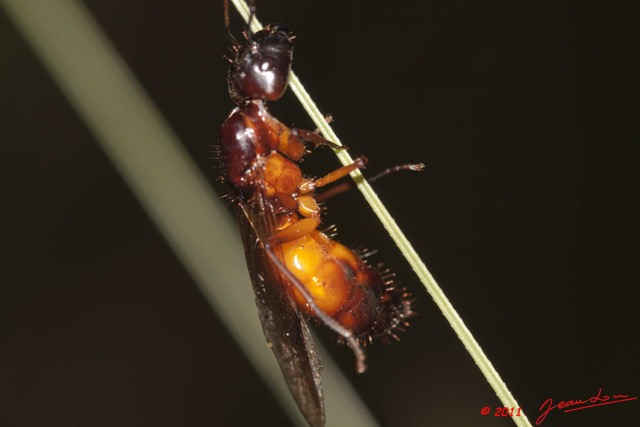 032 Insecte Hymenoptere Fourmi Volante a Koulamoutou 11E50IMG_32478wtmk