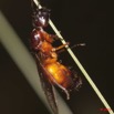 032 Insecte Hymenoptere Fourmi Volante a Koulamoutou 11E50IMG_32478wtmk