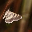 038 Heterocere a Koulamoutou 11E50IMG_32484wtmk