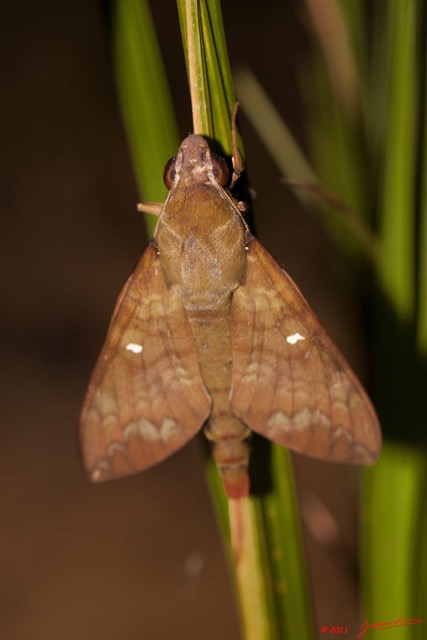 039 Heterocere Sphingidae a Koulamoutou 11E50IMG_32485wtmk