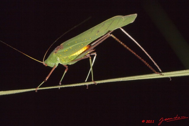 040 Insecte Orthoptere Sauterelle a Koulamoutou 11E50IMG_32488wtmk