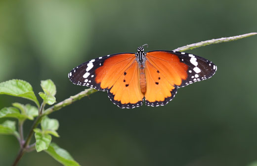 Lepidoptere-Live-DANAUS-Chrisyppus-Red-IMG_1595